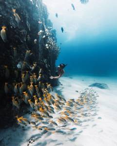 Удивительные подводные снимки от Нолана Омура