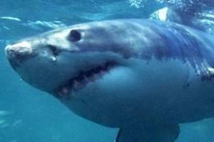 
        Зубы доисторической акулы раскрыли тайну древнего климата Земли            