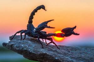 
        Кто победит в бою между скорпионом и пауком-птицеедом            
