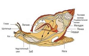 Почему улитки — одни из самых опасных животных на Земле?