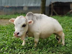 Самая маленькая корова в мире