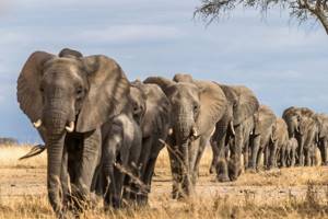 
        Причины массового вымирания слонов            