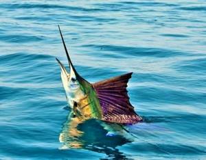 Трехметровый парусник — быстрая и очень красивая рыба