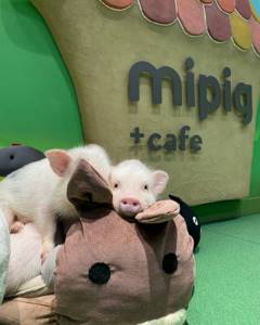 Японские кафе с очаровательными миниатюрными свинками