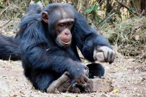 
        Шимпанзе, в отличие от людей каменного века, не могут создавать инструменты            