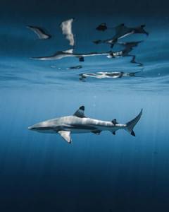 Удивительные подводные снимки от Нолана Омура