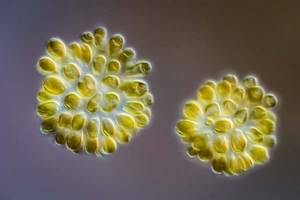 
        «Желтые клетки», живущие внутри морских животных            