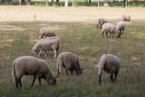 
        Ирландские историки наняли на работу стадо овец            