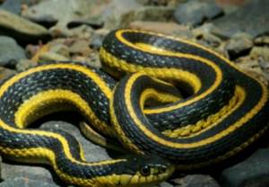 Самые красивые змеи в мире поселились в аэропорту Сан-Франциско