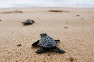 
        Черепахи оказались в эволюционной «ловушке» из-за пластика            