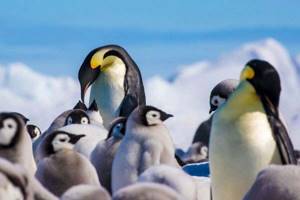 
        Ученые предсказали исчезновение императорских пингвинов            