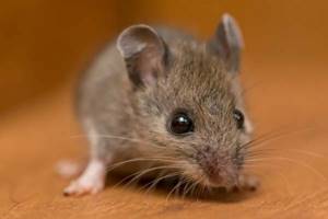 
        Мозг старых мышей омолодили благодаря кишечным микробам            