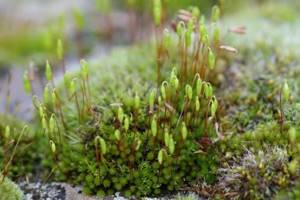 
        Ранние наземные растения произошли от пресноводных водорослей            