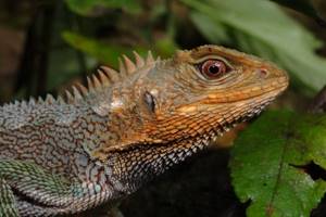 
        На Амазонке нашли новый вид «драконов»            