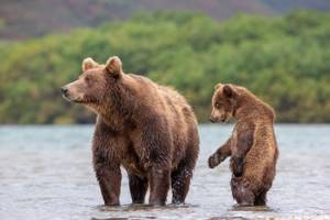 Медведи в подборке приятных снимков