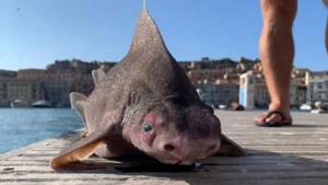 В Италии найдена рыба, похожая на свинью. Что это за чудовище?