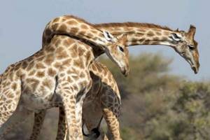 
        «Кодекс чести» у жирафов            