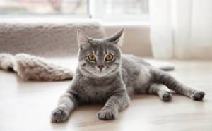 В США домашние кошки заразили женщину легочной чумой