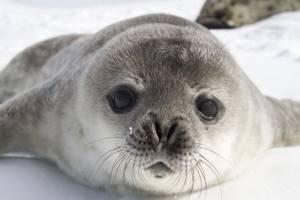 
        В Антарктиде провели полную перепись тюленей Уэдделла            