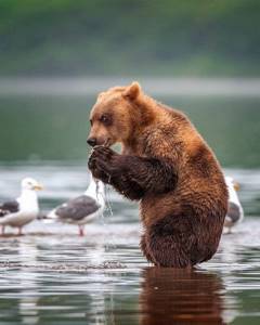 Медведи в подборке приятных снимков