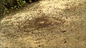 Круги смерти — природный баг в “прошивке” муравьев?