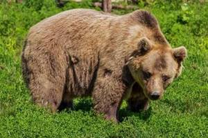 
        Поведение бурых медведей меняется после спячки            