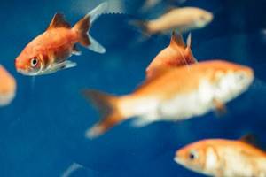
        Ученые обнаружили у рыб самосознание            