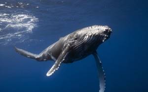 Как чукчи охотятся на китов — смертельно опасный промысел на краю Земли