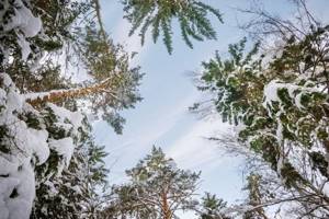 
        На Земле растет более девяти тысяч неизвестных видов деревьев            