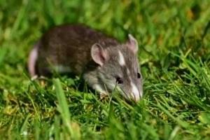 
        Крысы могут отслеживать ход времени и оценивать его точность            