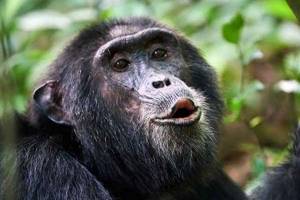 
        Шимпанзе используют насекомых для лечения своих ран            