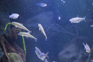 
        Ученые нашли 175 видов «разговаривающих» рыб            