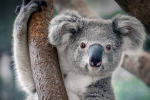 
        Австралия включила коал в список видов, находящихся под угрозой исчезновения            