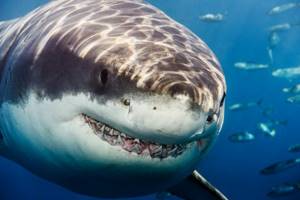 
        Гигантские акулы-мегалодоны проживали в холодных водах            