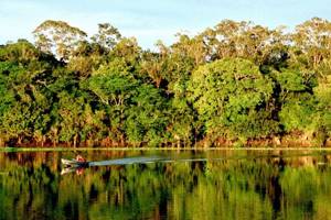 
        Амазонские джунгли превращаются в саванну            
