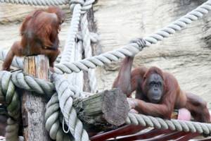 
        У орангутанов обнаружили собственный «сленг»            