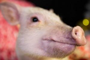
        Нейросеть позволила ученым расшифровать хрюканье свиней            