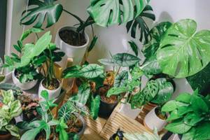 
        5 комнатных растений могут очистить небольшое помещение            