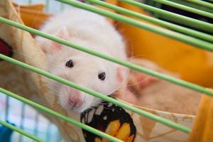 
        Генетики обратили вспять старение у мышей            
