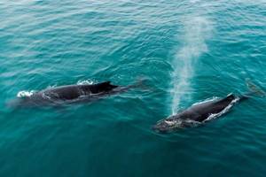 
        Горбатые киты научились «стрелять»            