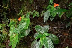 
        Цветок, считавшийся вымершим, нашли на Эквадора            