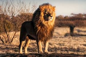 
        Как сделать львов добрее к сородичам            