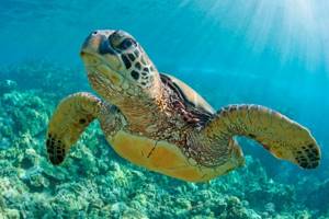
        Как черепахи находят путь в открытом океане            