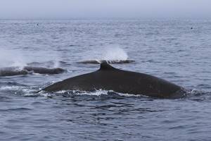 
        Новый вид китов обнаружен в Курильском заповеднике            