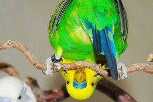 
        Попугаи могут активно пользоваться головой как «третьей конечностью»            