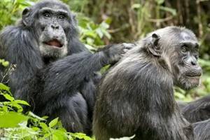 
        Изучив записи голосов шимпанзе, ученые обнаружили, что те «разговаривают»            