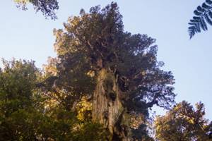 
        Самое старое дерево на планете растет Чили            