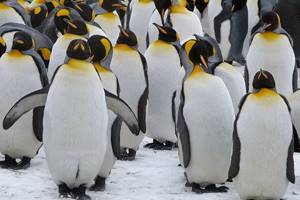 
        Императорским пингвинам грозит полное исчезновение            