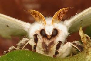 
        Крылья мотыльков помогут ученым создать звукопоглощающие обои            