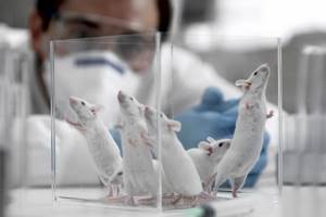
        Биологи смогли обернуть вспять процесс старения мышей            